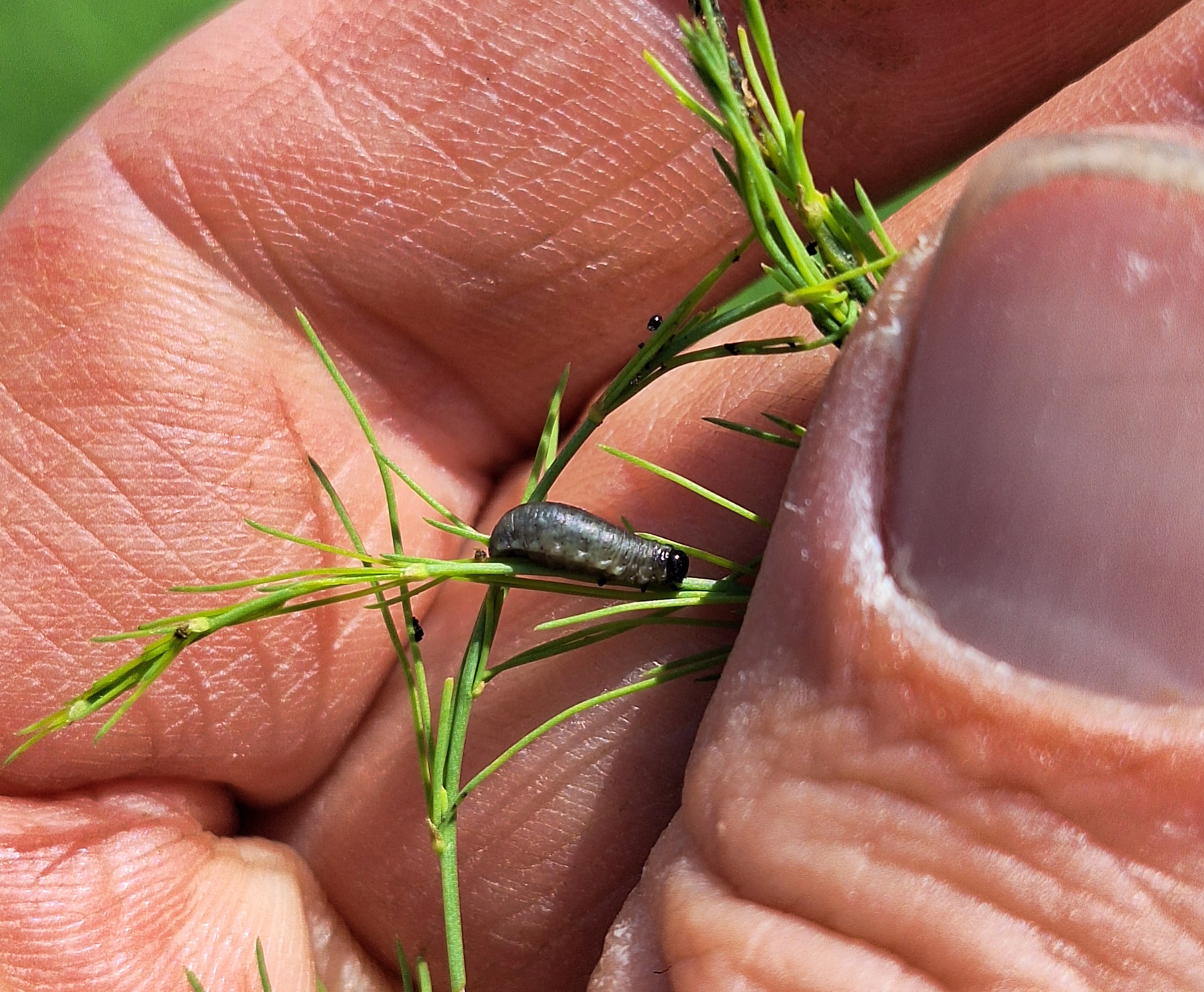 Closeup of a hand holding an asparagus fern with an asparagus beetle grub.